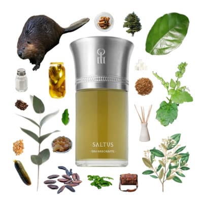 Saltus